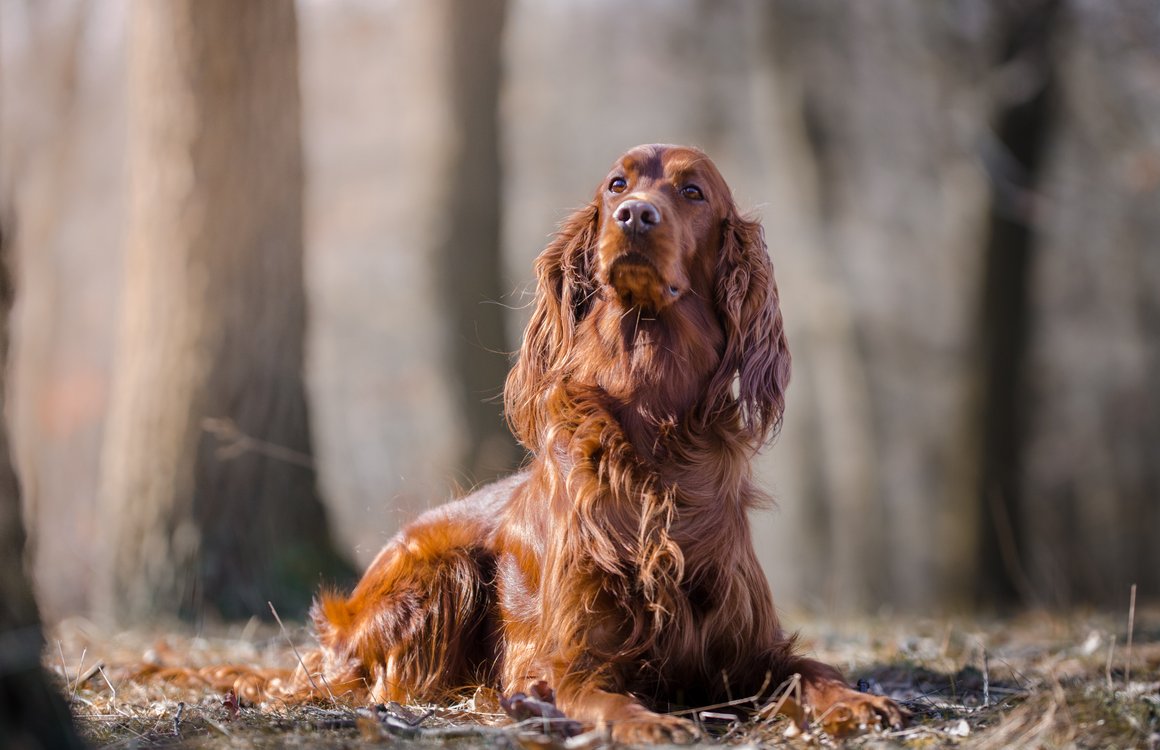 cuanto come un perro