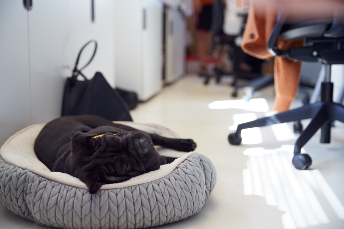 oficinas pet friendly