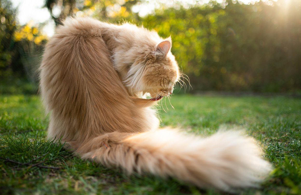como saber si mi gato es feliz como saber si mi gato es feliz
