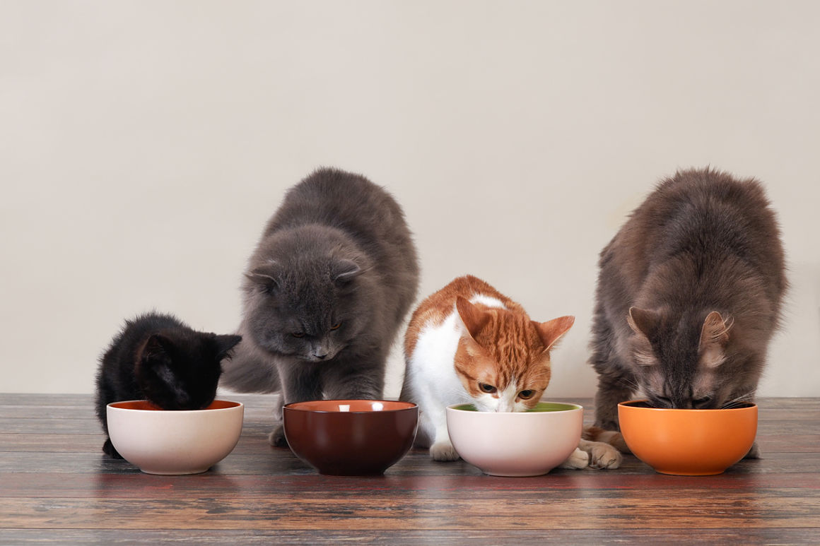 comida húmeda para gatos sanos
