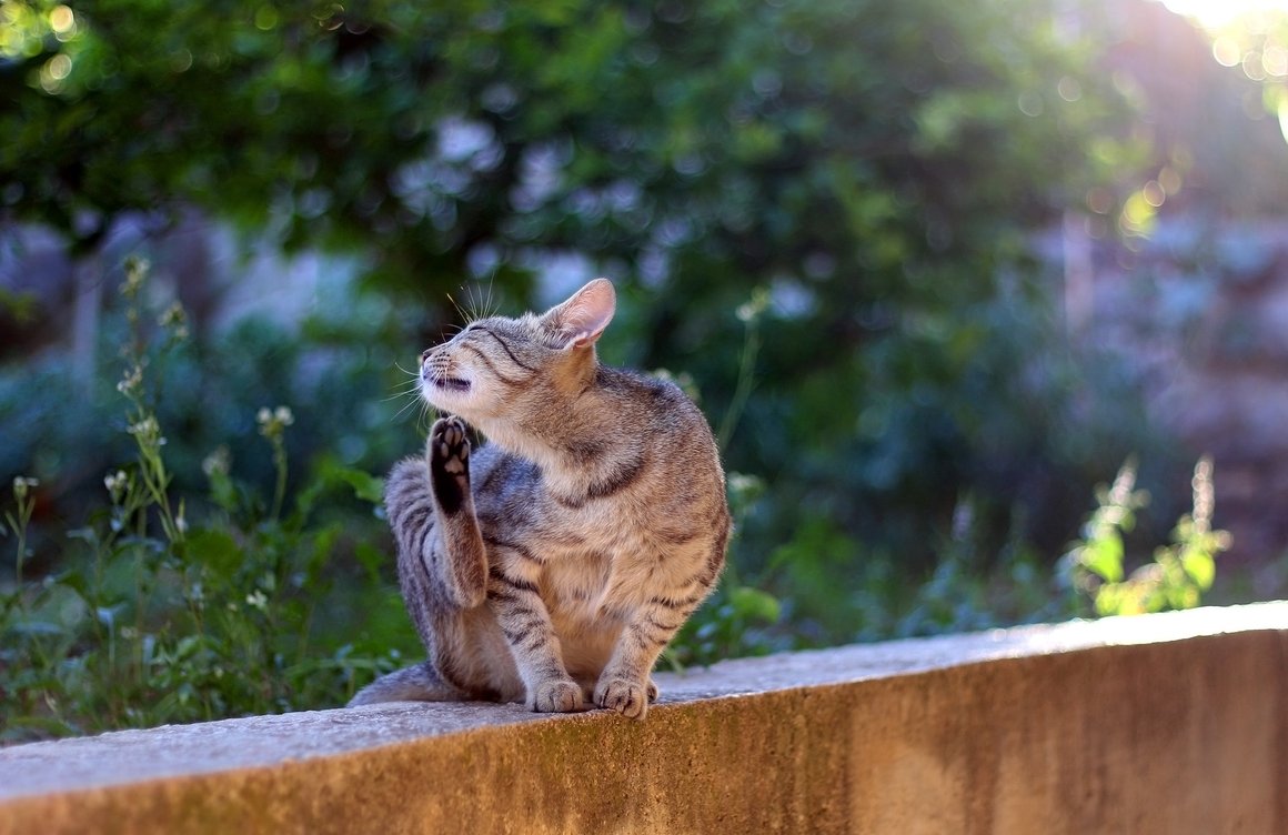 remedios caseros para las pulgas en gatos remedios caseros para las pulgas en gatos