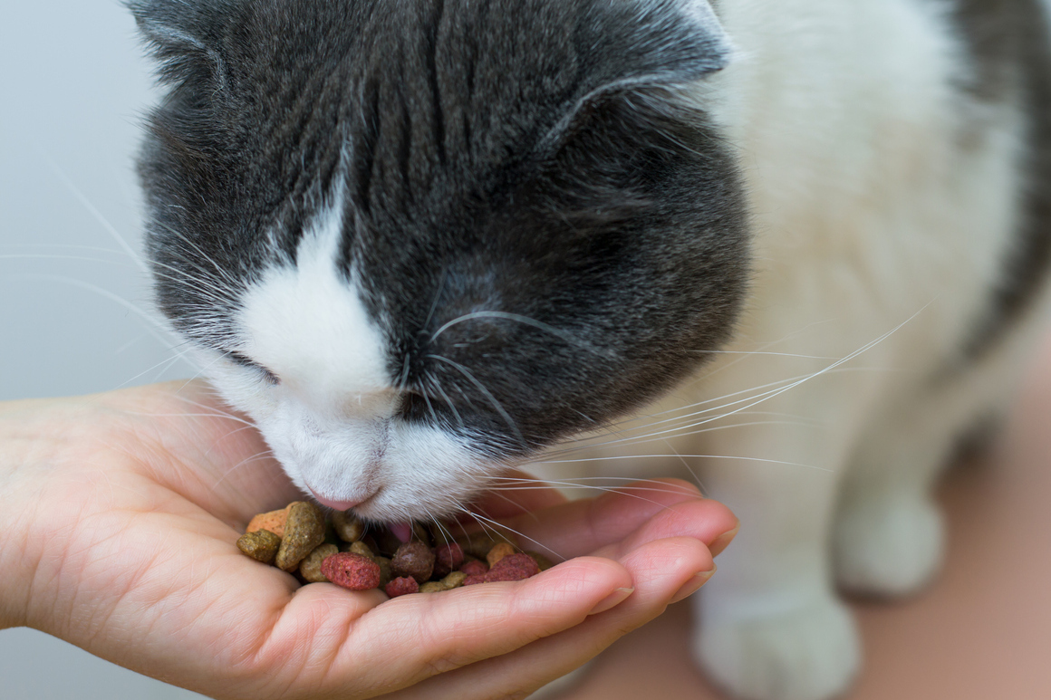 alimentazione naturale gatto