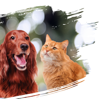 Image of a cat and a dog