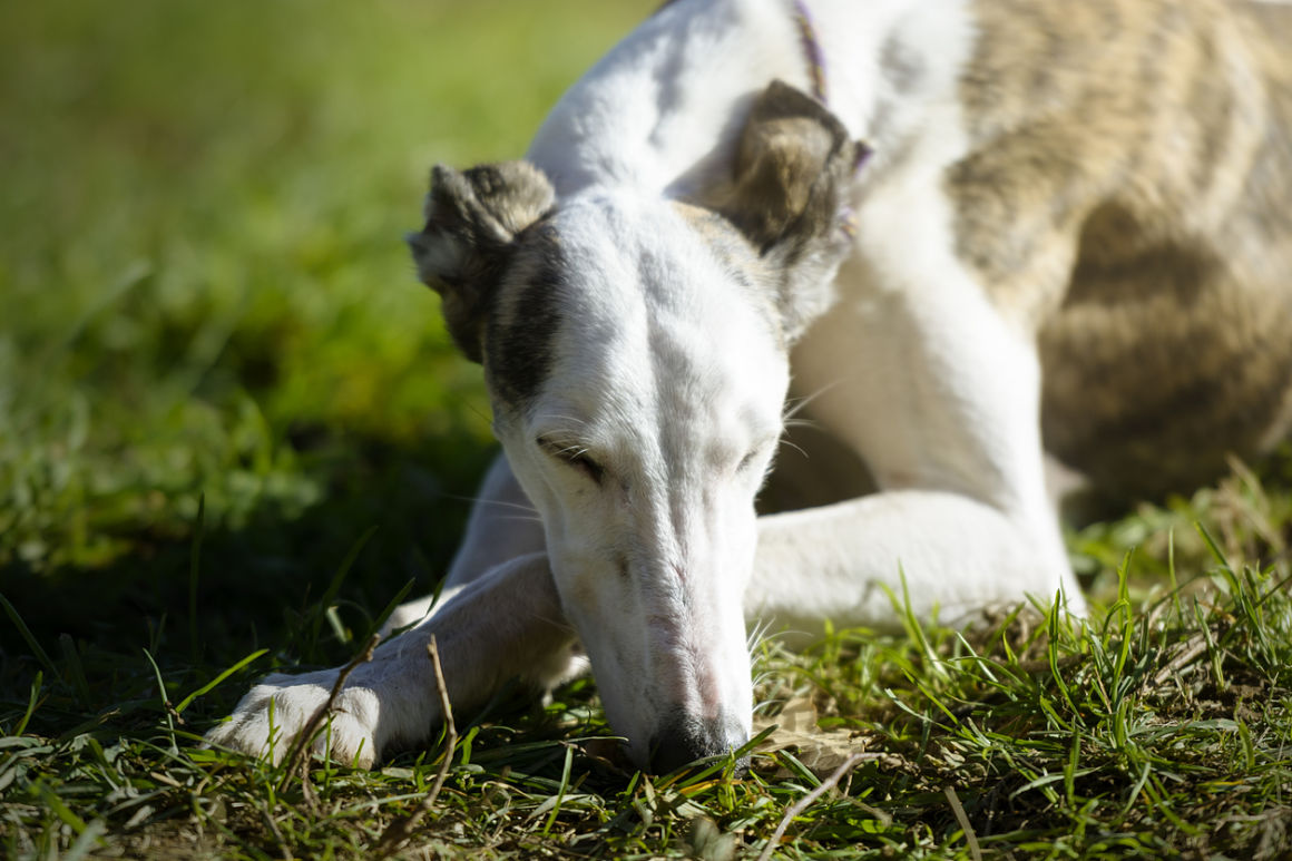 perros sueñan perros sueñan