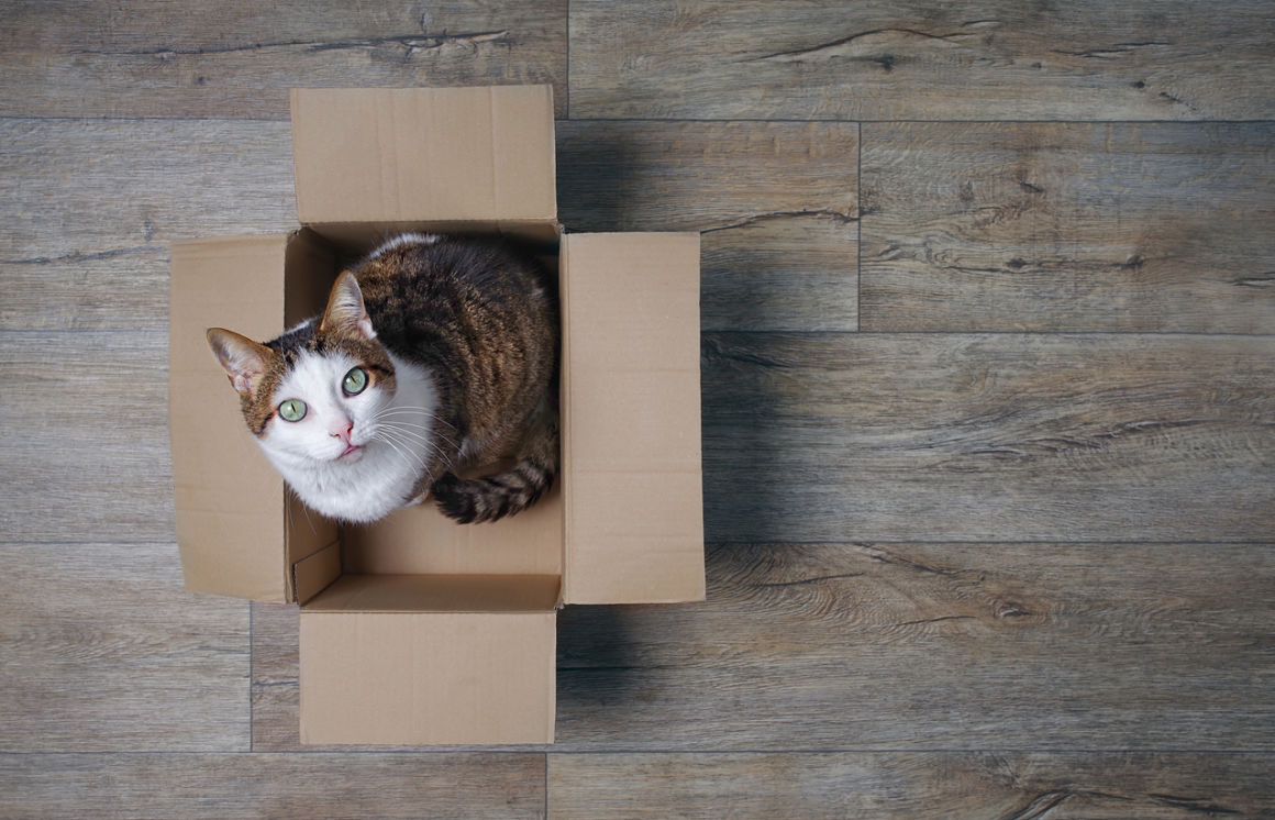 guardería para gatos casa