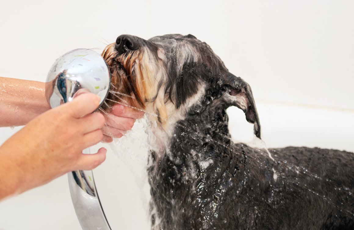 champu casero para perros