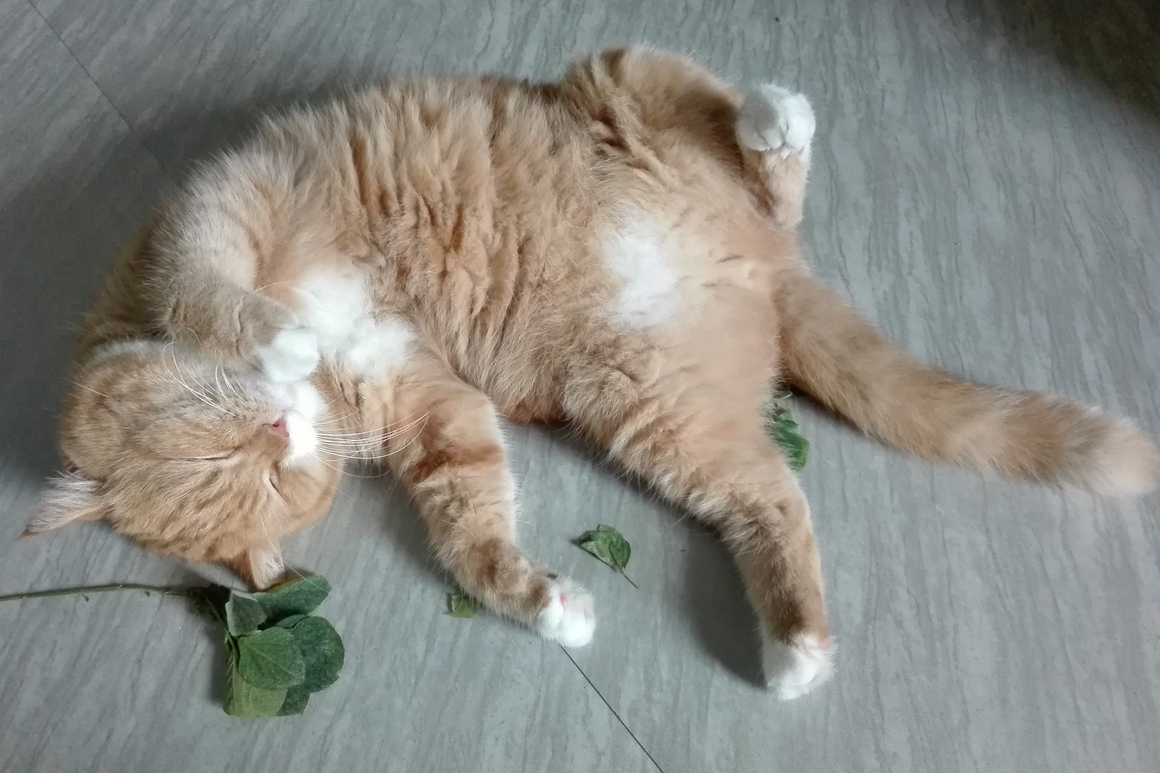 catnip para gatos