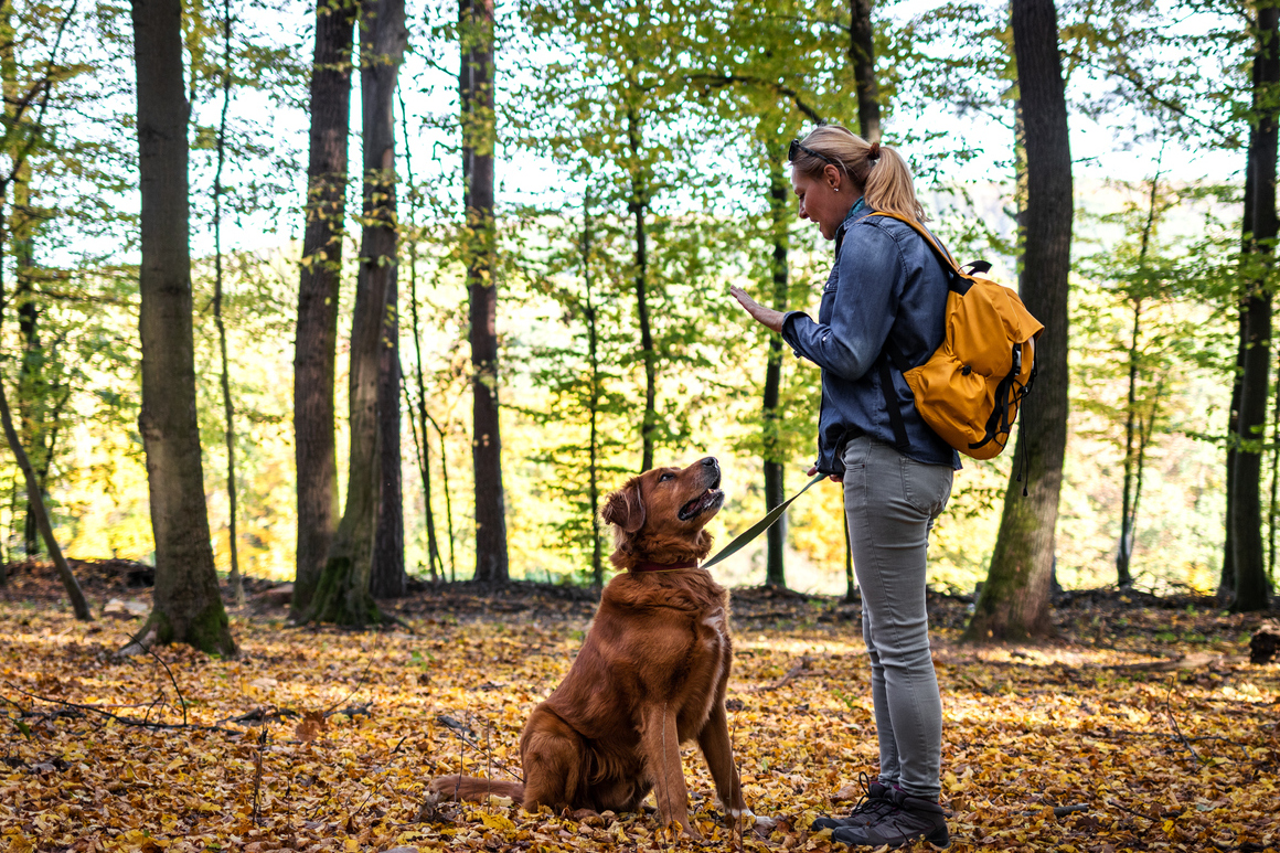 adiestramiento positivo