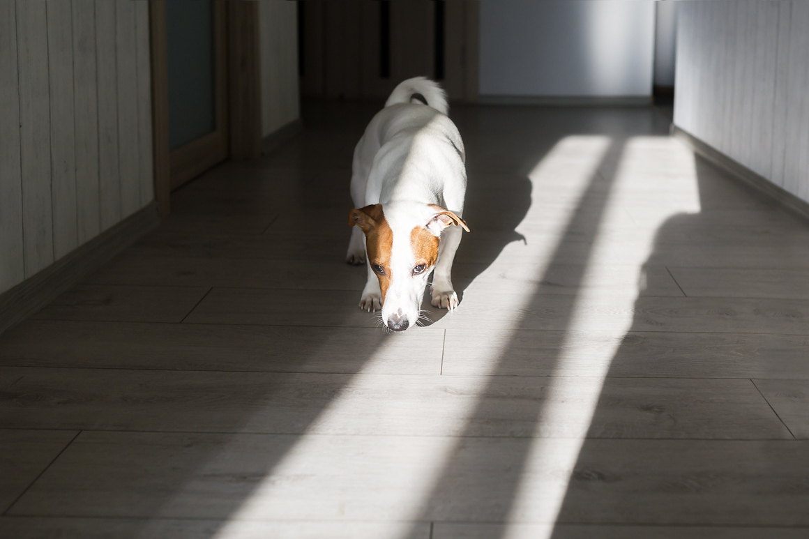 mi perro no para de dar vueltas por la casa