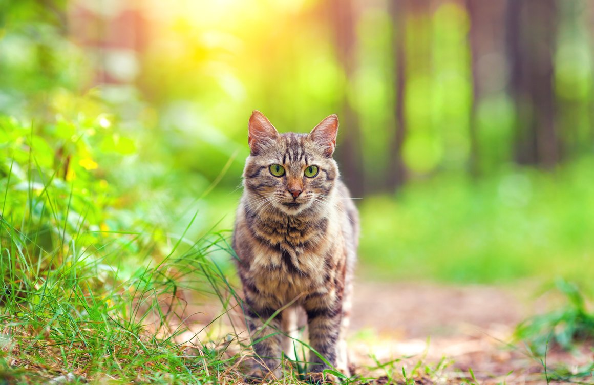 chat qui roucoule chat qui roucoule