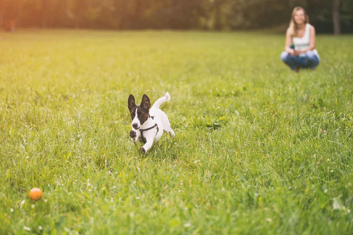 donde viajar con perro en españa