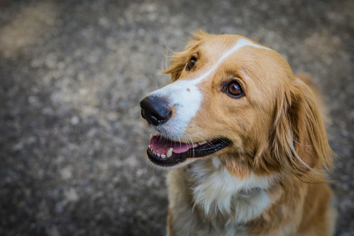 limpiar dientes perro