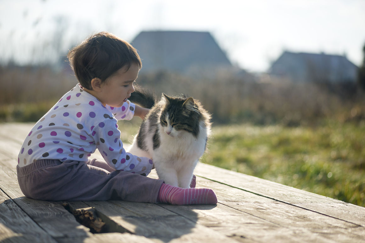 gatos y bebes convivencia