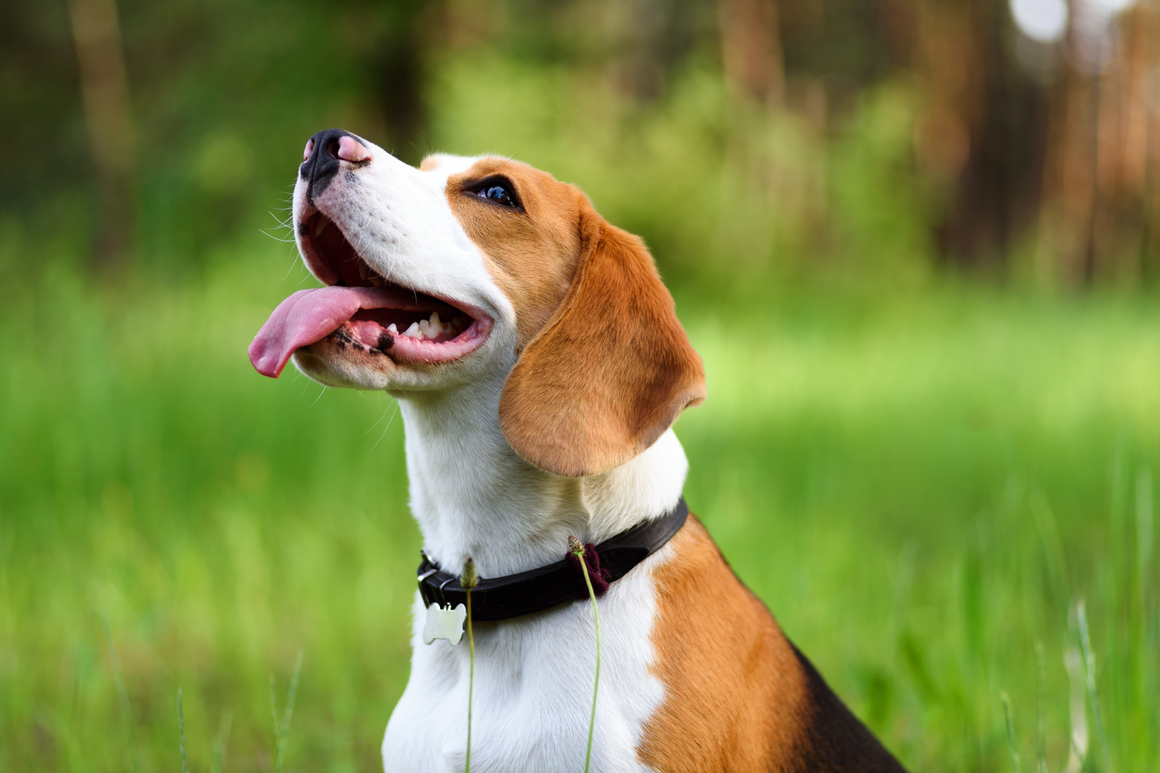 cortar el pelo a un perro