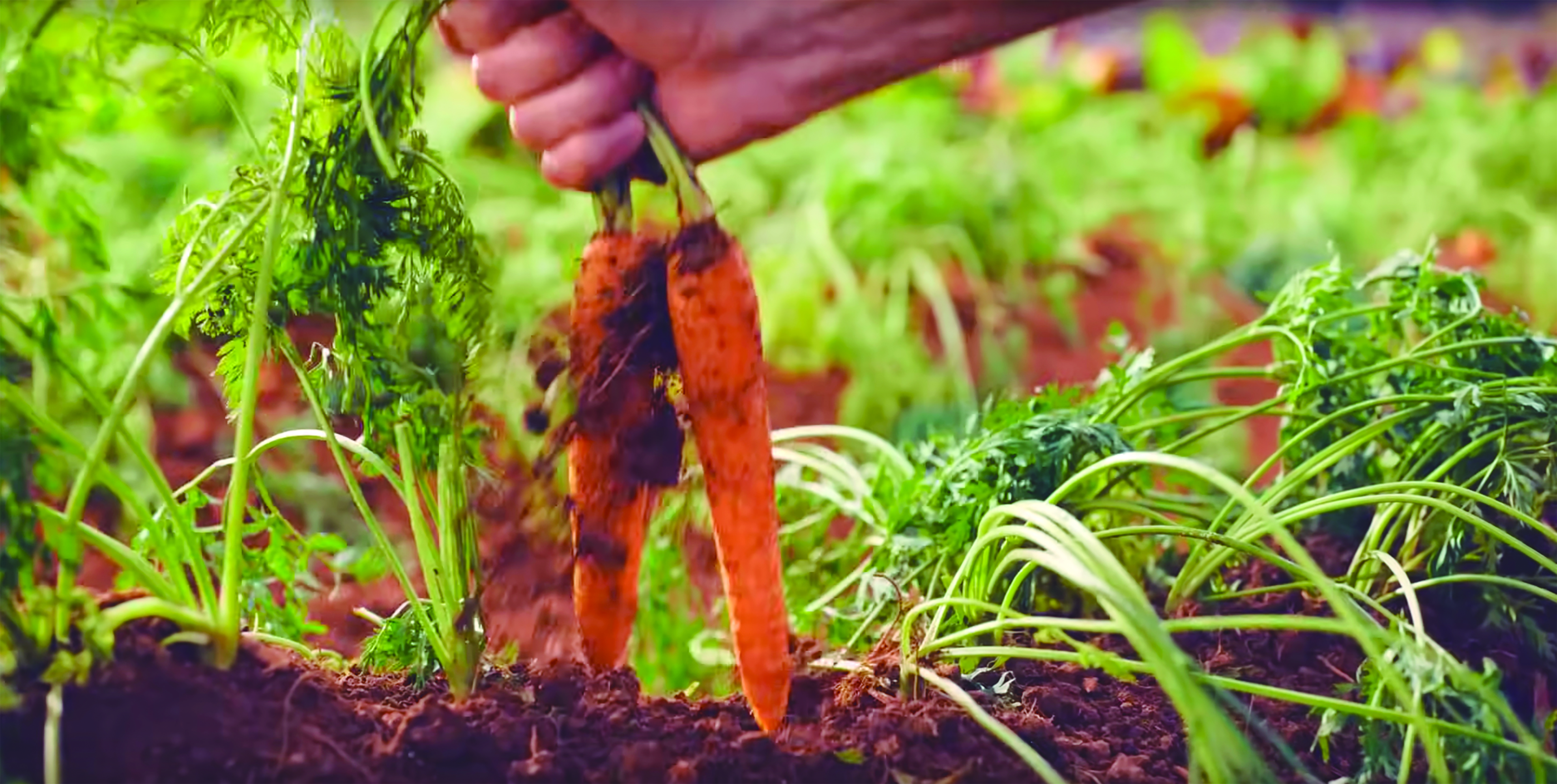 Agricultor sosteniendo lechuga fresca en un campo de cultivo orgánico