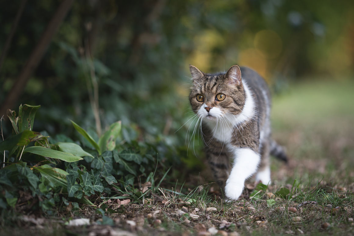 que pueden comer los gatos natural