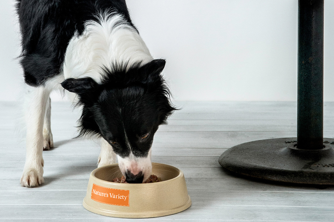 dieta blanda perros adultos alimentación húmeda para perros adultos