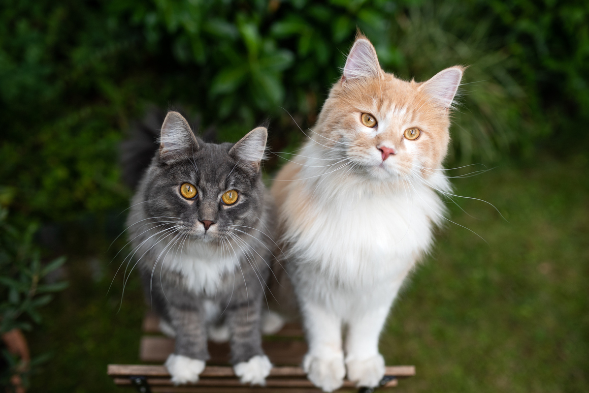 cómo introducir un segundo gato en casa