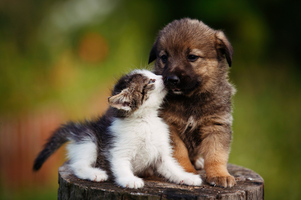 como hacer que un gato acepte a un perro