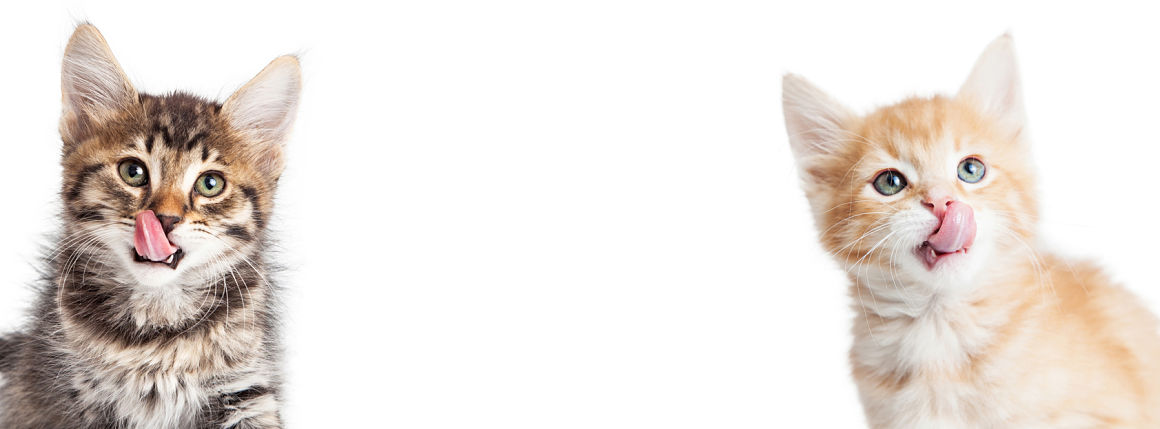 comida natural para gatos