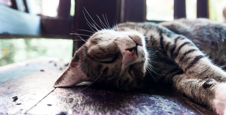 por que los gatos ronronean