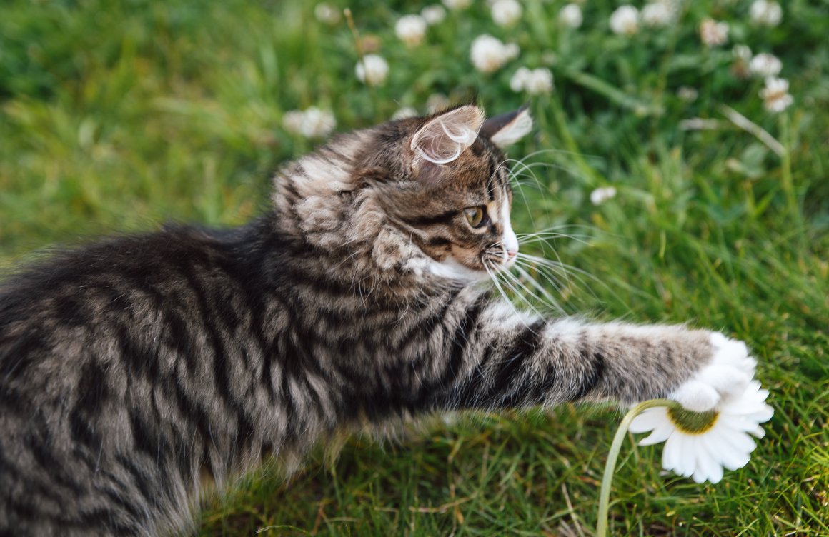 manzanilla para gatos