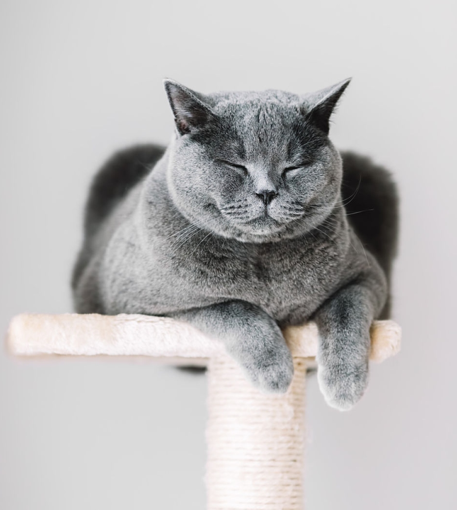 rascadores para gatos