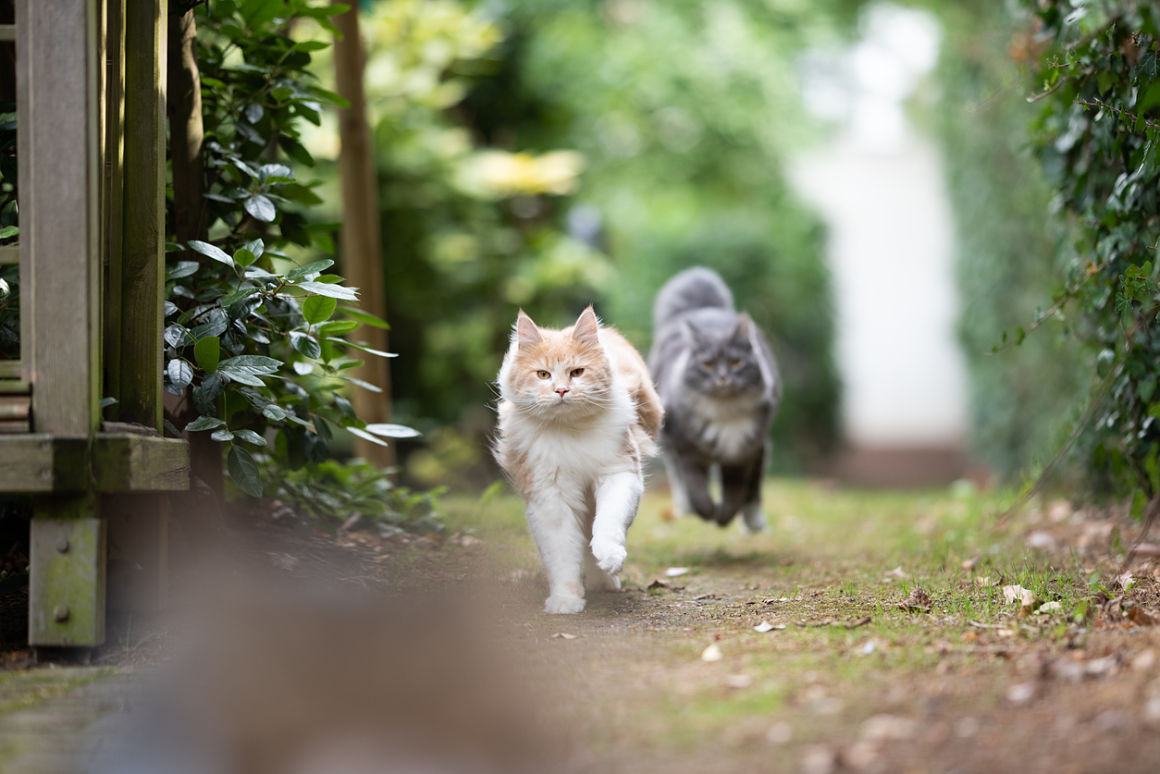 conseguir que dos gatos se lleven bien conseguir que dos gatos se lleven bien