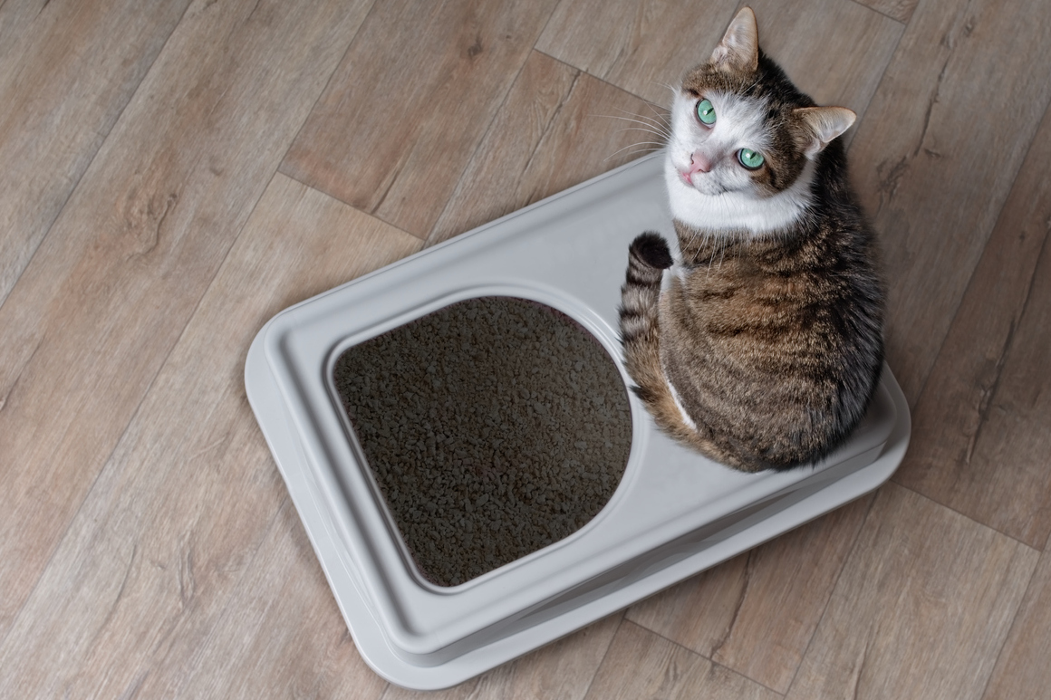 mejor arenero para gatos