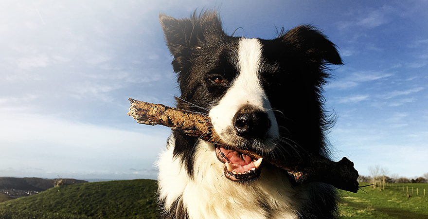Los perros ven en blanco y negro