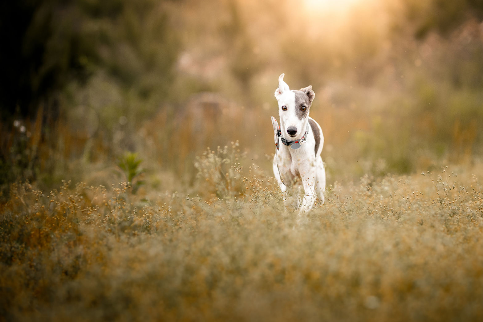 Mejor comida para perros activos