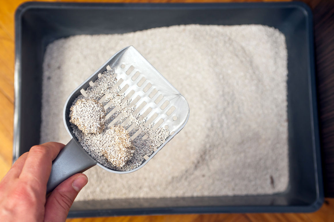 higiene en perros y gatos