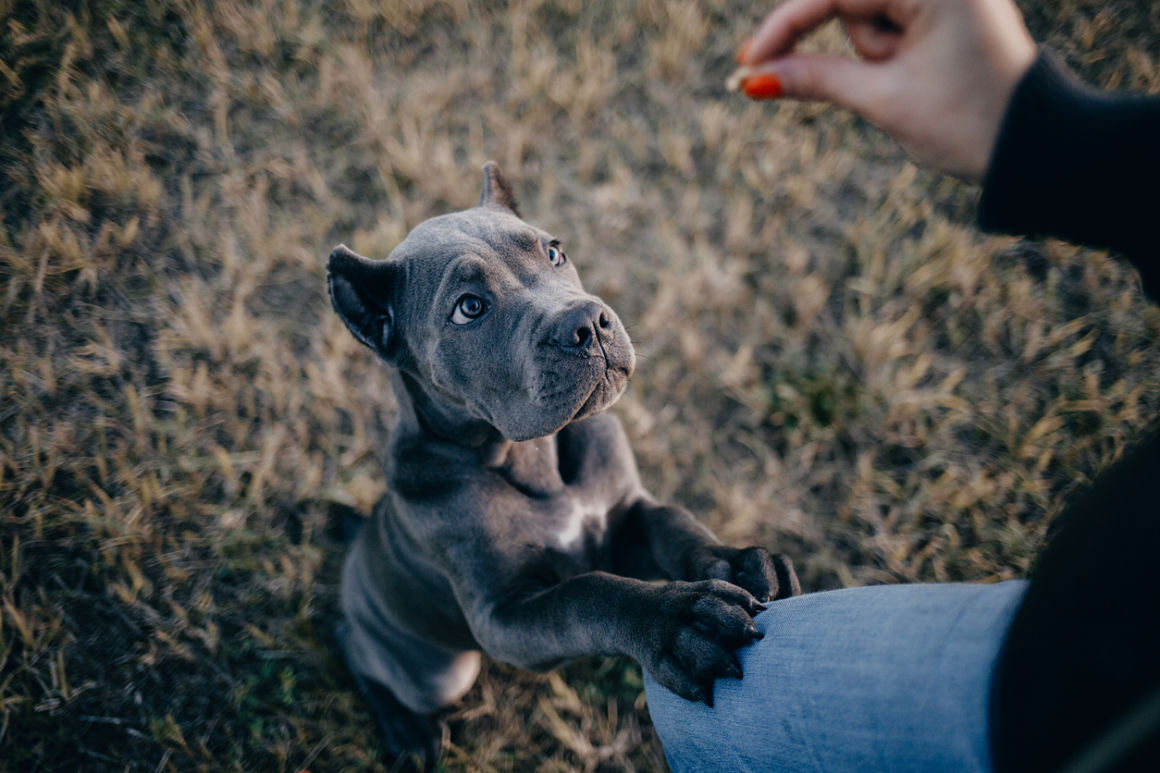 premios para perros golosina