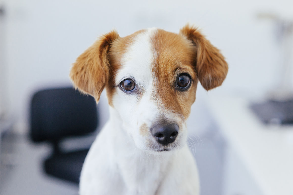 perro miedoso comportamiento perro miedoso comportamiento