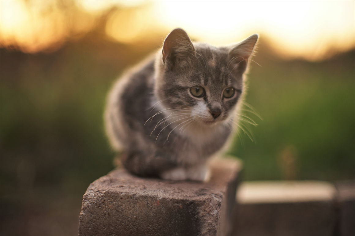 gatos en adopcion ventajas