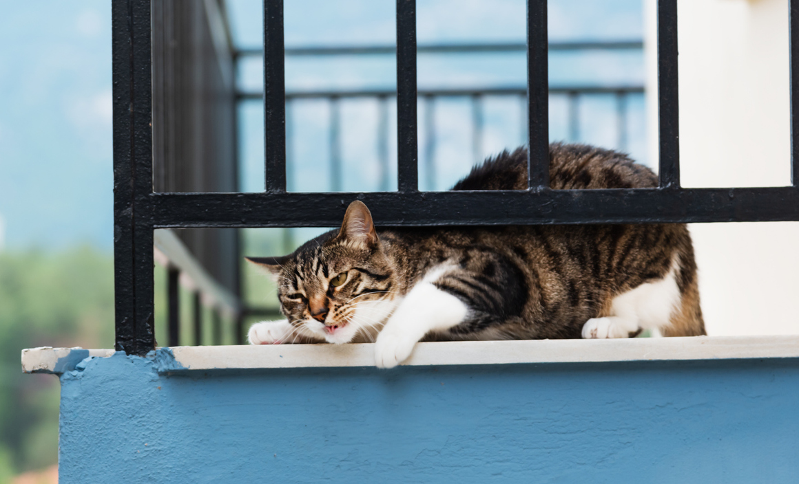 gatos terraza abierta