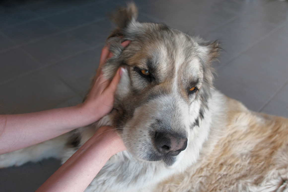 masajes para perros masajes para perros