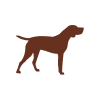 perro