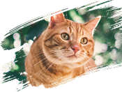 Image de trois chats dans la banni&egrave;re de cat&eacute;gorie