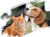 label.hero.banner.pet.image.alt.all